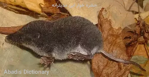 حشره خوار ابی مدیترانه